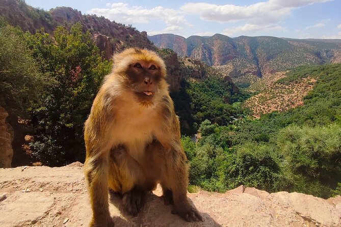 1 Day Tour from Marrakech To Ouzoud Waterfalls Small-Group - The optional local guide, and why expectations matter