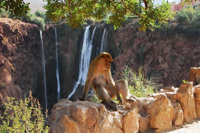1 Day Tour from Marrakech To Ouzoud Waterfalls Small-Group - Barbary macaques and the final climb