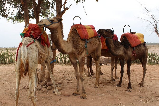 1-Hour Camel Ride and 1-Hour Quad Bike Ride in Marrakech. - Family suitability and comfort