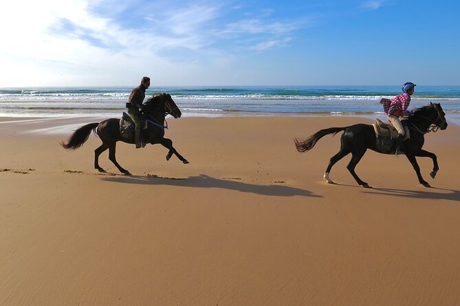 1 hour horse ride on the beach of essaouira - Returning through eucalyptus and mimosa forests