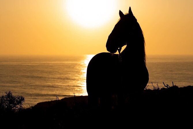 1 hour horse ride on the beach of essaouira - Safety, hygiene, and family suitability