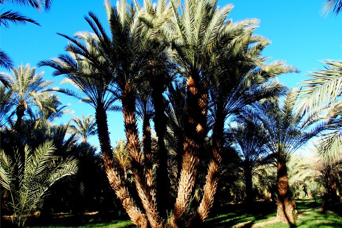 2 Days 1 Night To Zagora Desert From Marrakech - The camel ride into camp