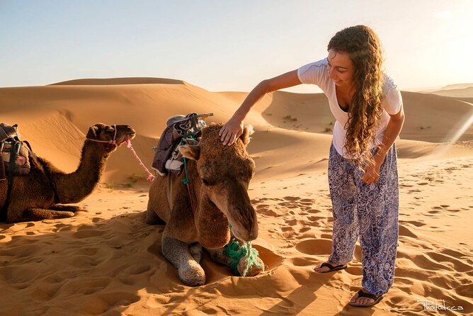 2 days luxury desert trip [fes to fes or marakech] - Cedar forests and macaques near Azrou