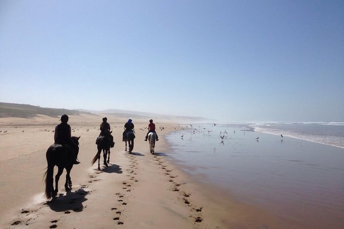 2 hours horse ride beach and dunes in Essaouira Morocco - Meeting the Arabian-Barb horses