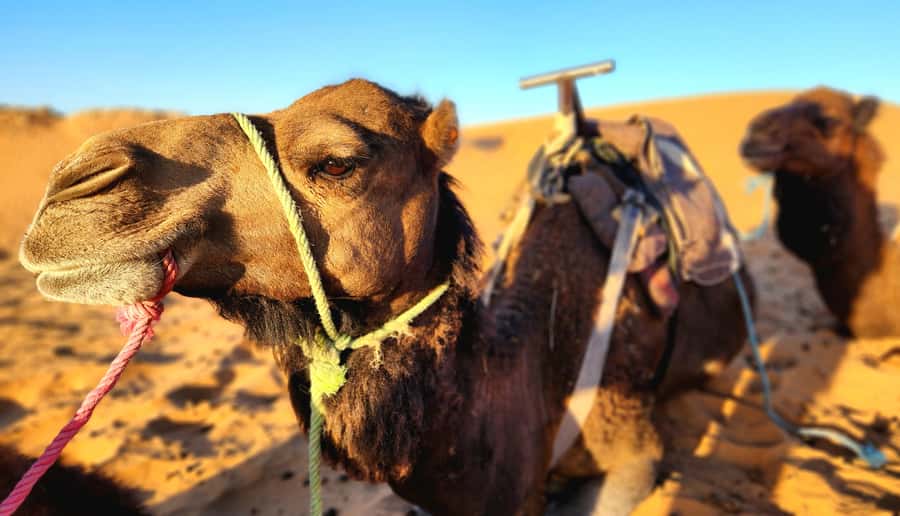 3-Day Desert Adventure: Ouarzazate to Merzouga - Why this route works in only three days