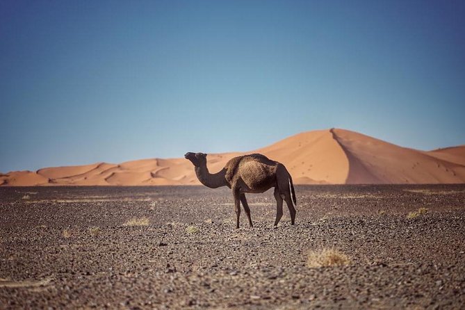 3-Day Desert Tour: Marrakech to Fes via Merzouga - Day one: High Atlas views and Ait Ben Haddou