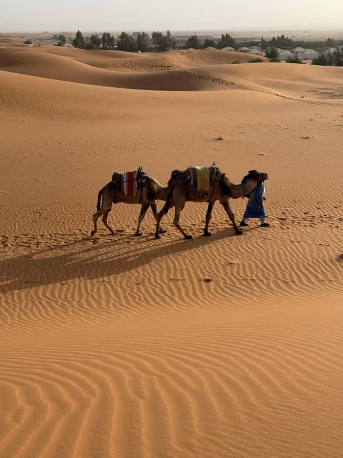3-Day luxury Adventure: Marrakech to Merzouga incl.Quad/show - Should you book it?