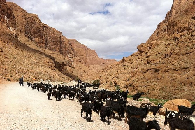 3 Days Desert Tour From Marrakech To Merzouga Désert And World Heritage Kasbah - The Erg Chebbi camp and star-filled night