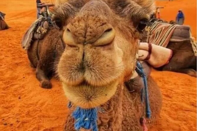 3 Days Group Tour from Marrakech to Merzouga Desert - The real bargain is reaching Merzouga in three days