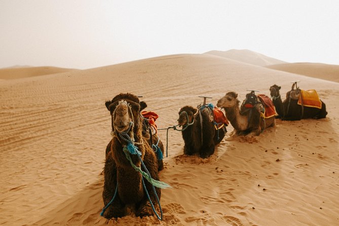 3-Days Sahara Desert Tour from Fez to Marrakech - Sunrise, Rissani, and the Todra Gorge