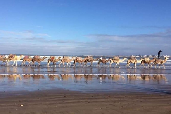 3-hour camel ride at sunset - Key points to know before booking
