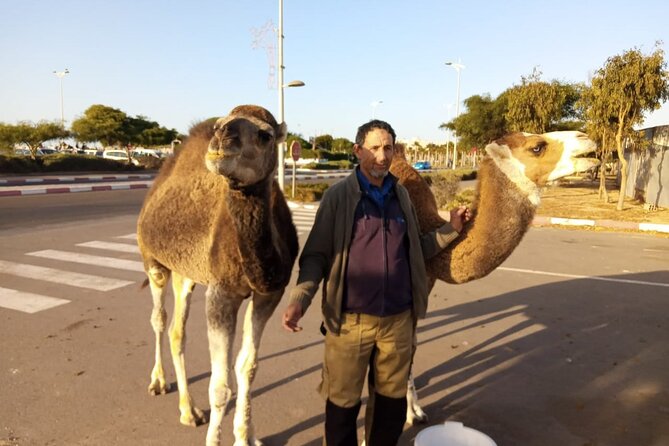 3-hour camel ride at sunset - Why the guides make a difference