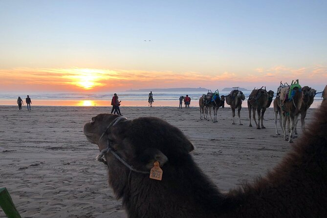 3-hour camel ride at sunset - Is $23.26 good value?