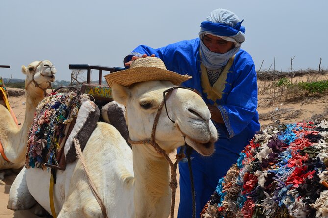 3 hours Camel Ride in Essaouira, beach and dunes - Climbing onto a dromedary