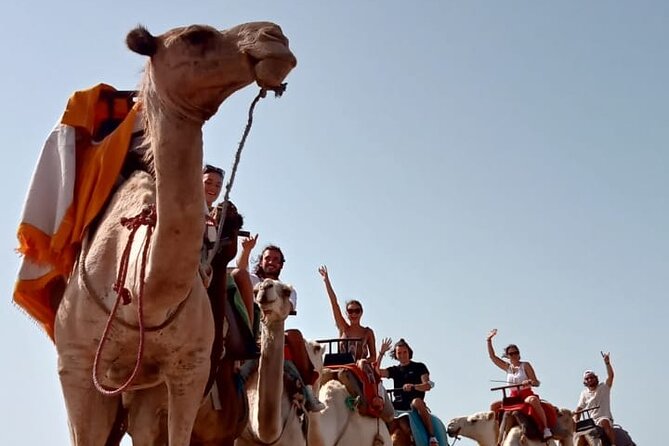 3 hours Camel Ride in Essaouira, beach and dunes - Is $75.60 a fair price?