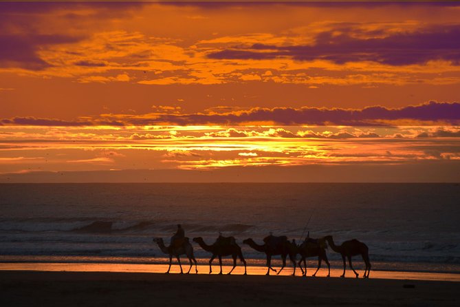 3 hours ride on camel at sunset - The return ride and Essaouira sunset