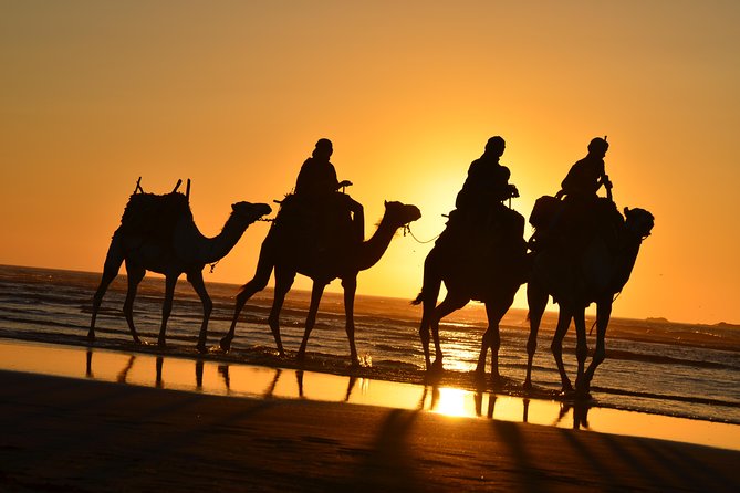 3 hours ride on camel at sunset - Along the wild beaches near Diabat