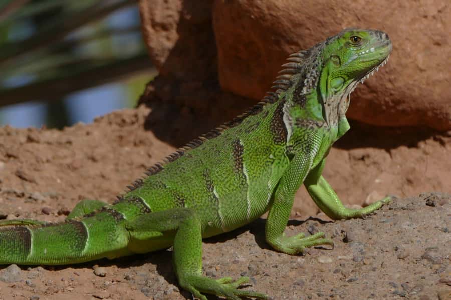 Agadir: Agadir Crocodile Park Adventure - Getting from Agadir to the crocodile park