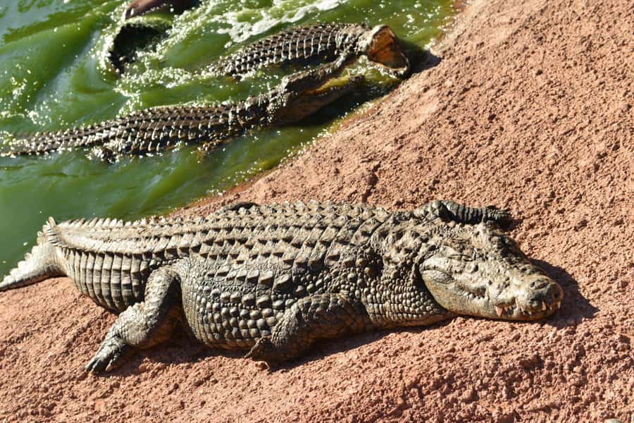 Agadir: Agadir Crocodile Park Adventure - Meeting Morocco’s Nile crocodiles