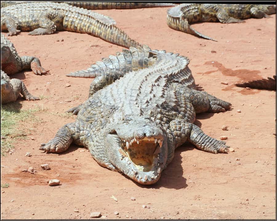 Agadir: Agadir Crocodile Park Adventure - What families can expect inside