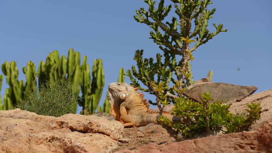 Agadir: Agadir Crocodile Park Adventure - Adding Agadir, camels, or quad bikes