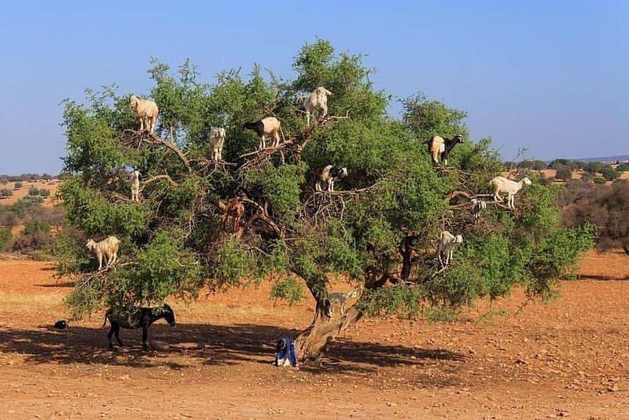 Agadir: Agafay Desert Quad Biking With Goats On The Tree - Mint tea under a Berber tent