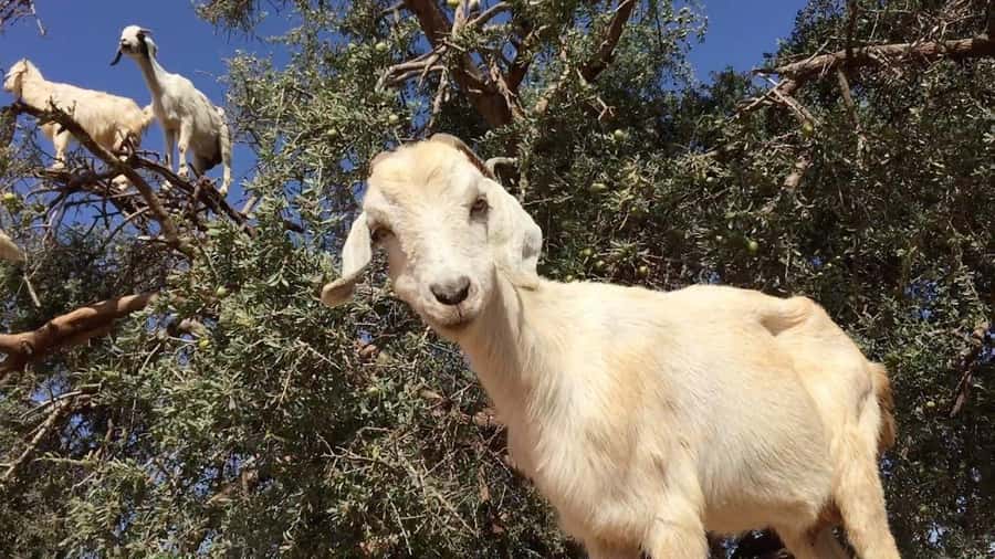 Agadir: ATV Quad Biking and Goats On Argan Trees with Tea - From Agadir to the foothills in about 30 minutes