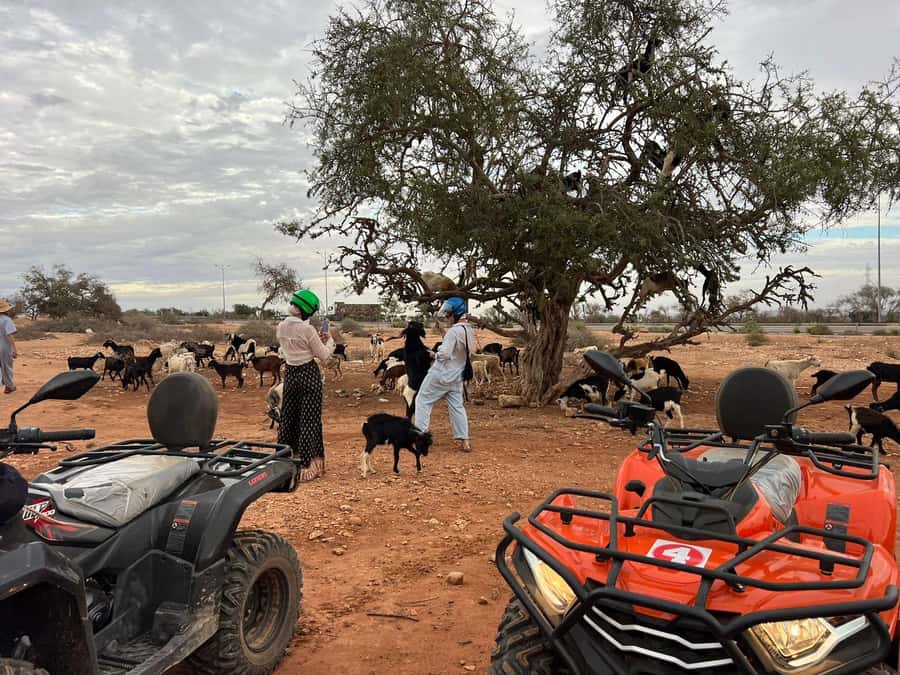Agadir: ATV Quad Biking and Goats On Argan Trees with Tea - The goat stop among the argan trees