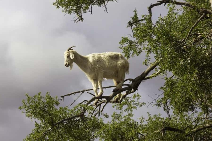 Agadir: ATV Quad Biking and Goats On Argan Trees with Tea - My verdict: book it if you want action and character