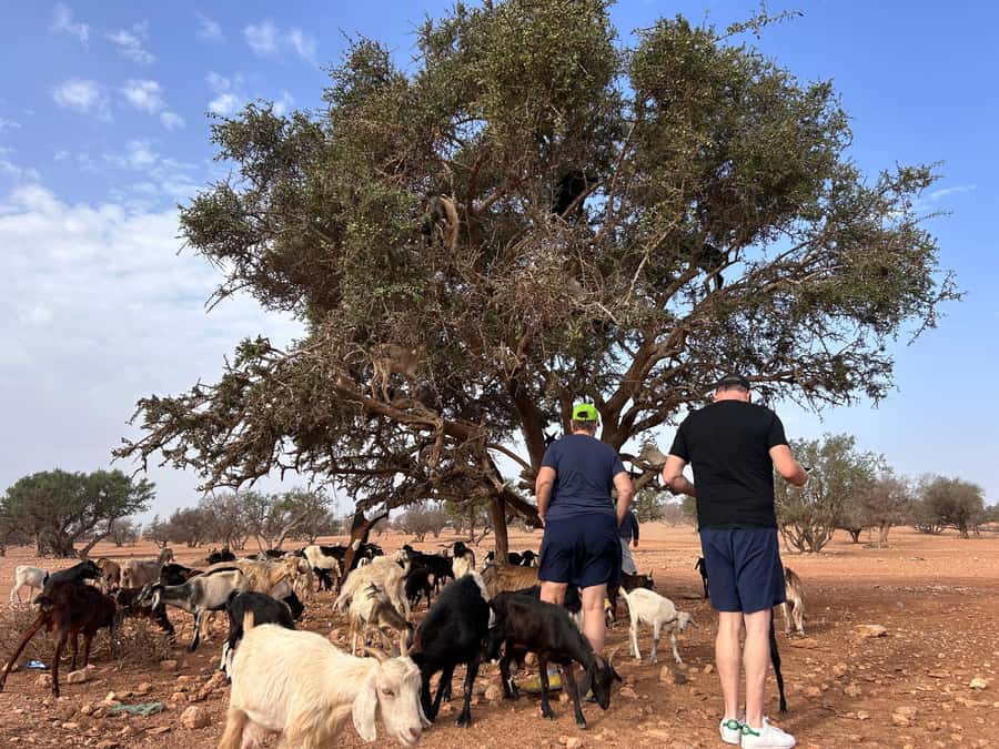 Agadir: Cable Car, Crocopark, and Goats on Trees Tour - Why this half-day route works in Agadir