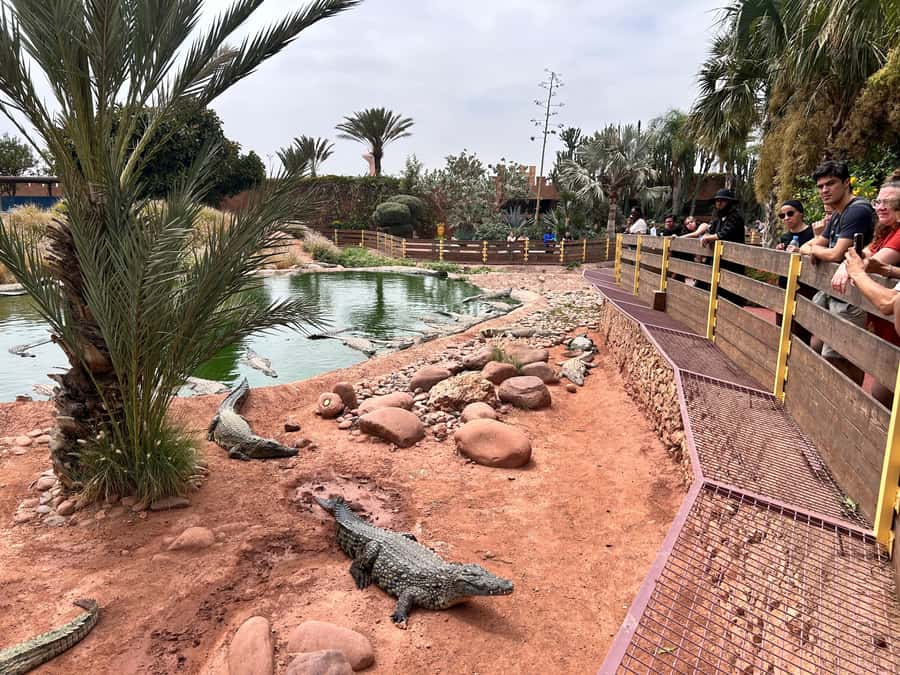 Agadir: Cable Car, Crocopark, and Goats on Trees Tour - Is $76 a fair price?