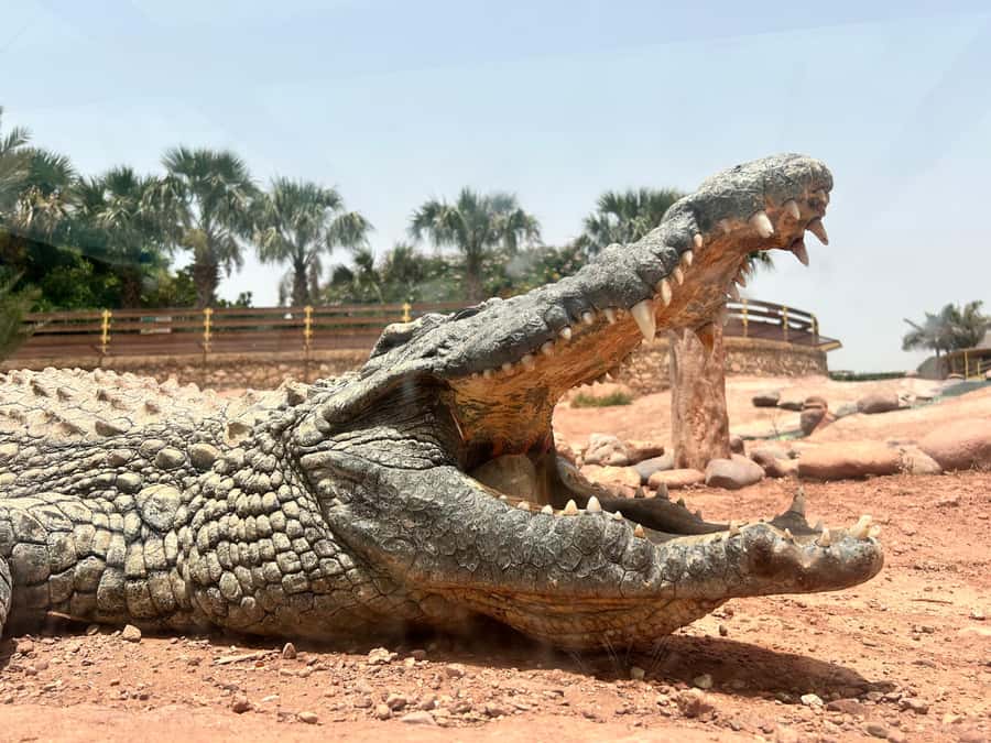 Agadir: Cable Car, Crocopark, and Goats on Trees Tour - How to make the five hours work