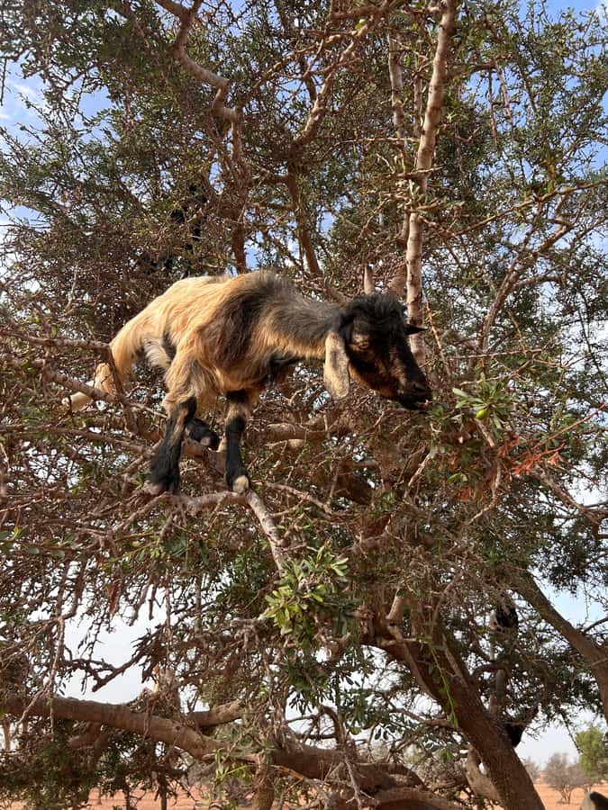 Agadir: Cable Car, Crocopark, and Goats on Trees Tour - The cable car to Kasbah Oufella