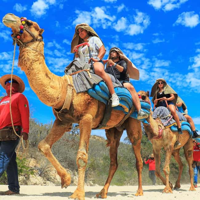 Agadir: Camel Ride With Tea & BBQ Dinner Option - Key points at a glance