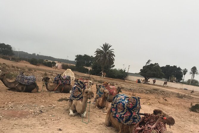Agadir Camel Riding - The Oued Souss River and Birdlife