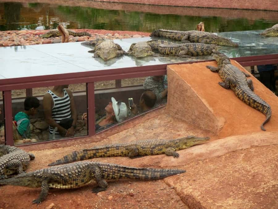 Agadir City Tour & Crocodile Park Adventure & Entry Ticket - Mosque Mohammed 5 and Moroccan architecture