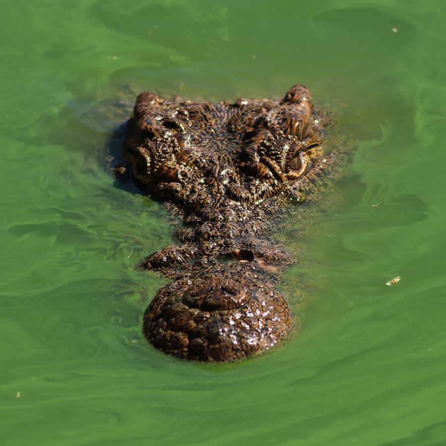 Agadir: Crocoparc Entry Ticket with Transfers, Guide, & Tea - The first walk through the crocodile enclosures