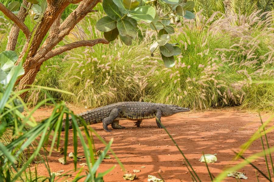 Agadir: Crocoparc Entry Ticket with Transfers, Guide, & Tea - Demonstrations, hatchlings, and small surprises