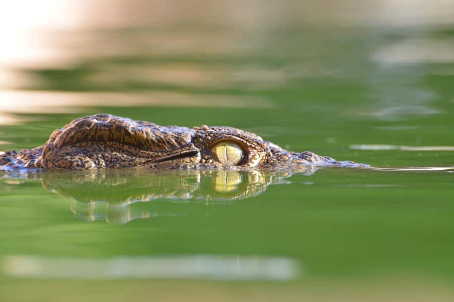 Agadir: Crocoparc Skip-the-Line Entry Ticket - The crocodile enclosures and rare desert species