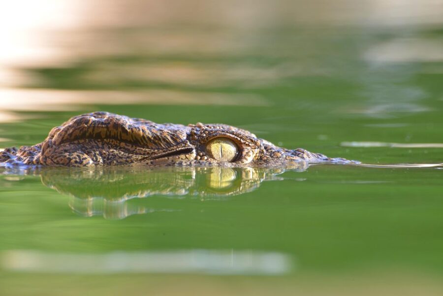 Agadir: Crocoparc Skip-the-Line Entry Ticket - The zip line and other paid extras