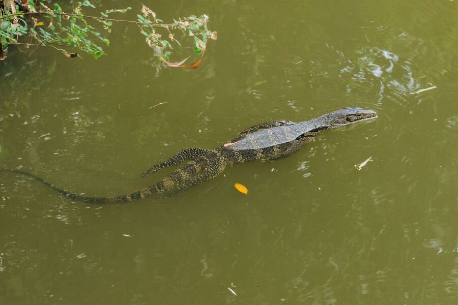 Agadir Crocoparc: Ticket and Transfer - Watching more than 300 Nile crocodiles