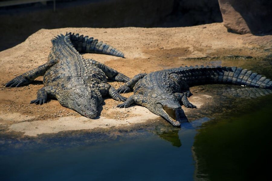 Agadir Crocoparc: Ticket and Transfer - The blue garden and its rare aloe