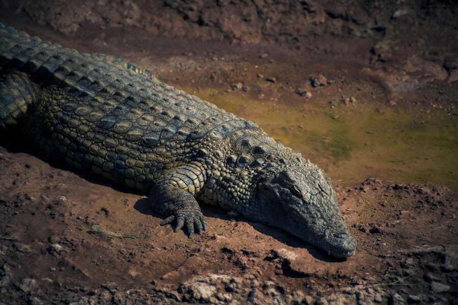 Agadir Crocoparc: Ticket and Transfer - Water lilies, papyrus, and the aquatic garden