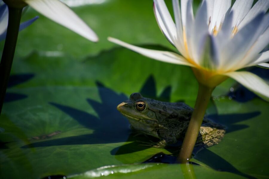 Agadir Crocoparc: Ticket and Transfer - The tropical area with bamboo and bromeliads