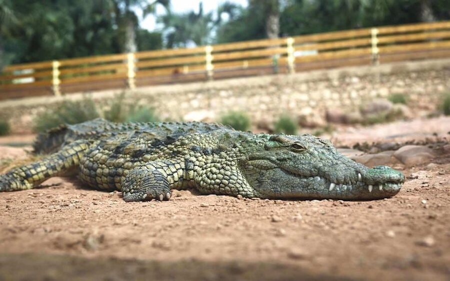 Agadir Crocoparc: Ticket and Transfer - Making the most of your two hours