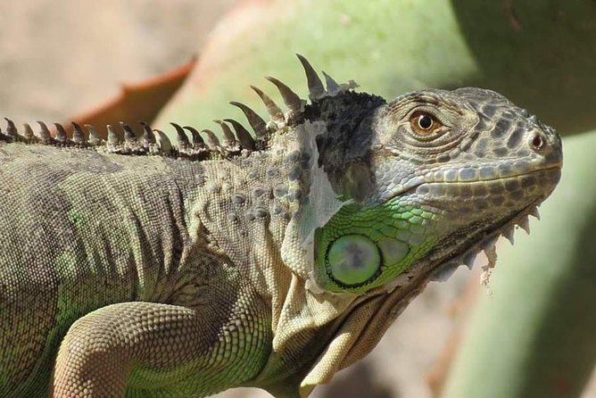 Agadir Crocoparc Transfer & Admission tickets - The pickup from Agadir and the ride to Drarga