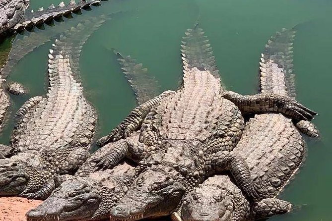 Agadir Crocoparc Transfer & Admission tickets - How long you really need inside the park