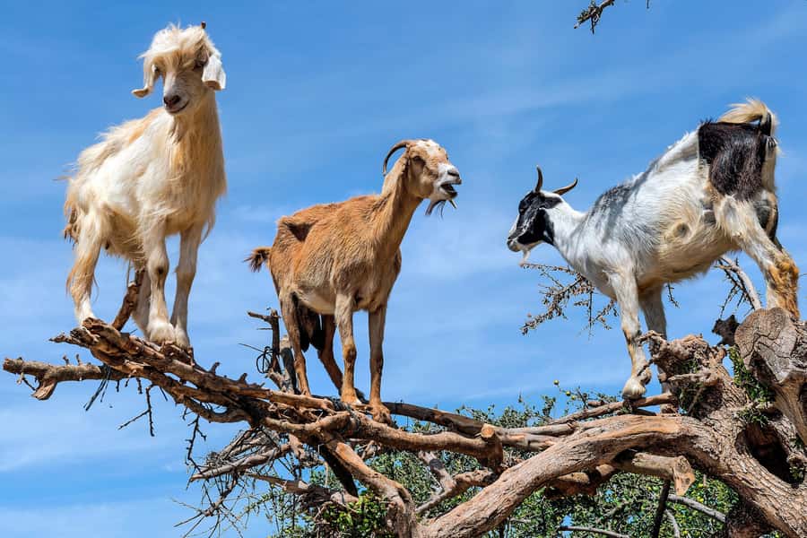 Agadir: Discover Argan Tree-Climbing Goats on a Morning Tour - Key points to know before booking