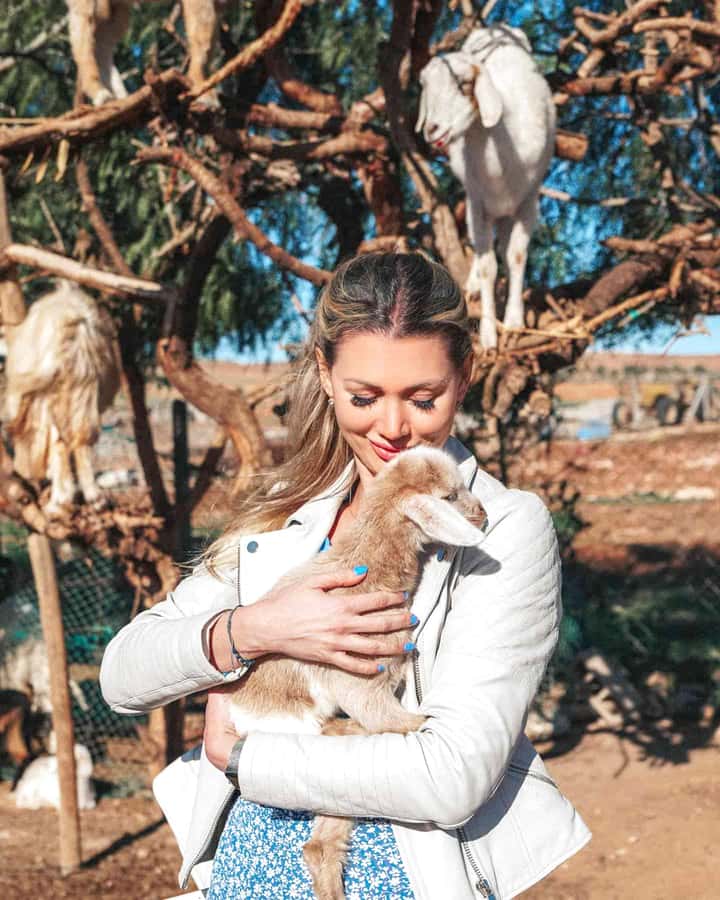 Agadir: Discover Argan Tree-Climbing Goats on a Morning Tour - Why these goats climb Argan trees
