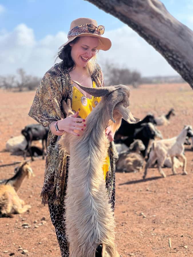 Agadir: Discover Argan Tree-Climbing Goats on a Morning Tour - Seeing the goats in the Souss-Massa countryside